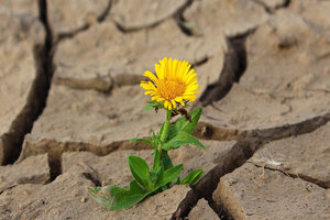 Alland & Robert launches foundation for environmental commitments
