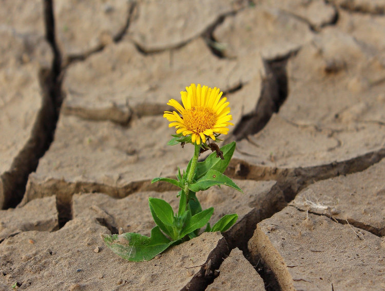 Alland & Robert launches foundation for environmental commitments