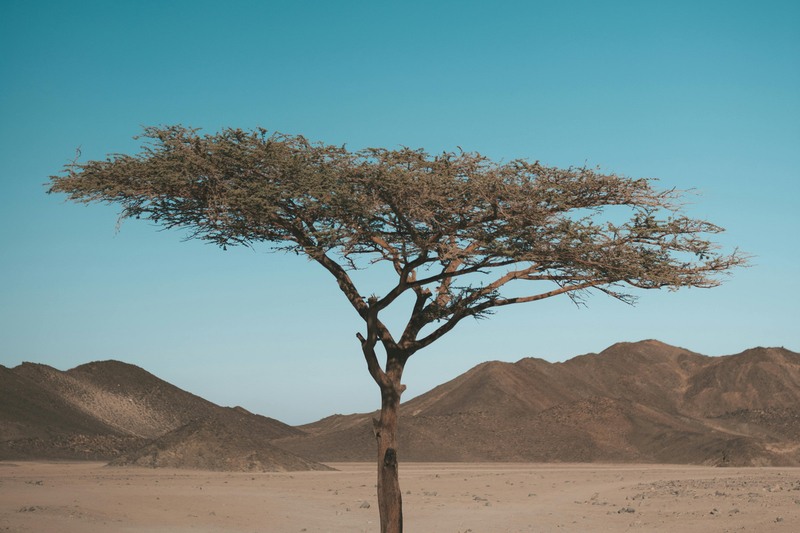 Alland & Robert to exhibit its acacia gum solutions at Fi Europe