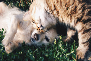 Allmicroalgae's ALLVITAE feed brand has been developed with animal feed specialists
