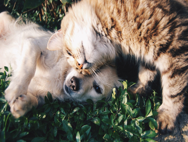 Allmicroalgae's ALLVITAE feed brand has been developed with animal feed specialists