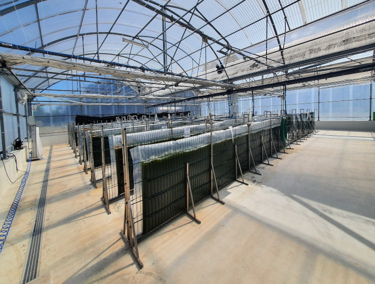 Allmicroalgae showcases sustainable nutrition at Vitafoods