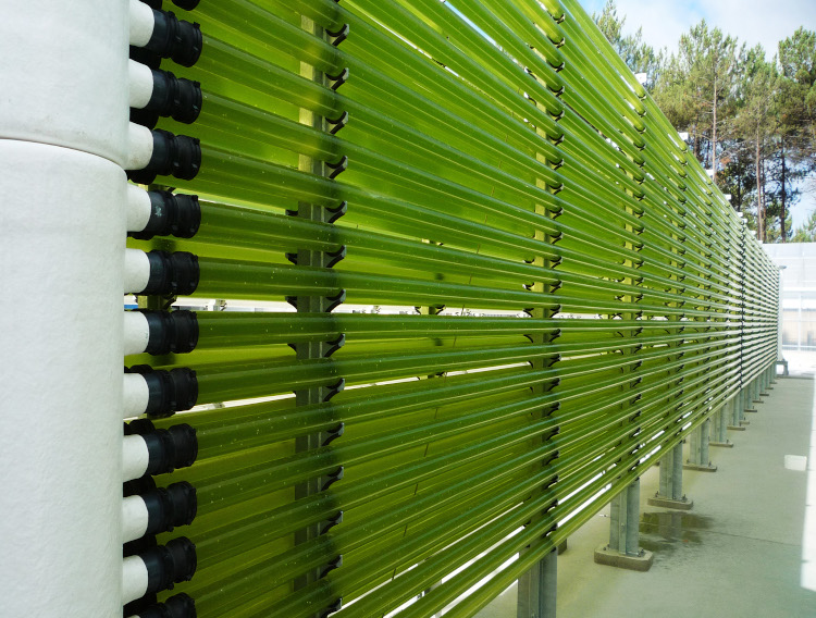 Allmicroalgae to significantly increase output of algae-based ingredients