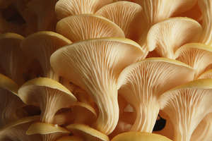 Aloha Medicinals expands Nevada production footprint to meet functional mushroom ingredient demand