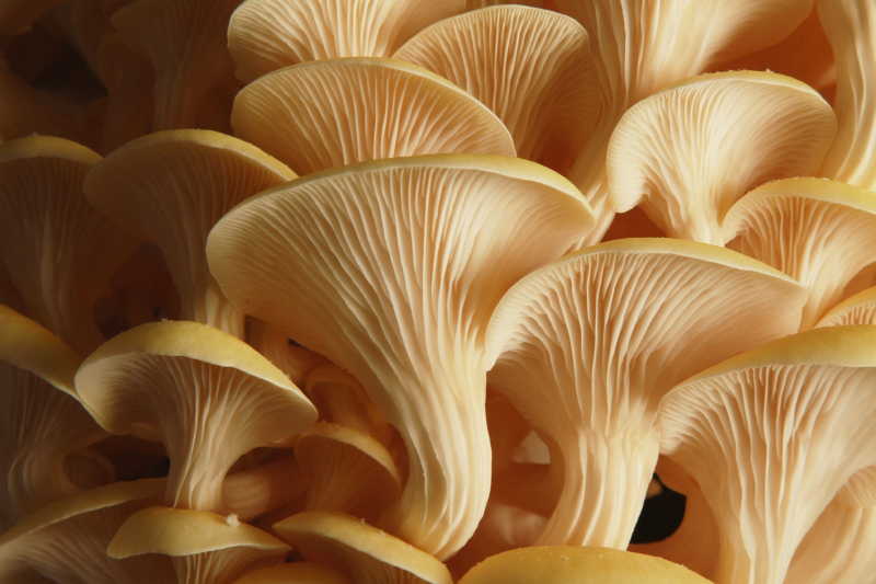 Aloha Medicinals expands Nevada production footprint to meet functional mushroom ingredient demand