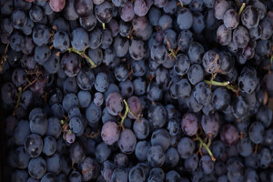 Alvinesa expands grape ingredient capabilities with Spanish acquisition 