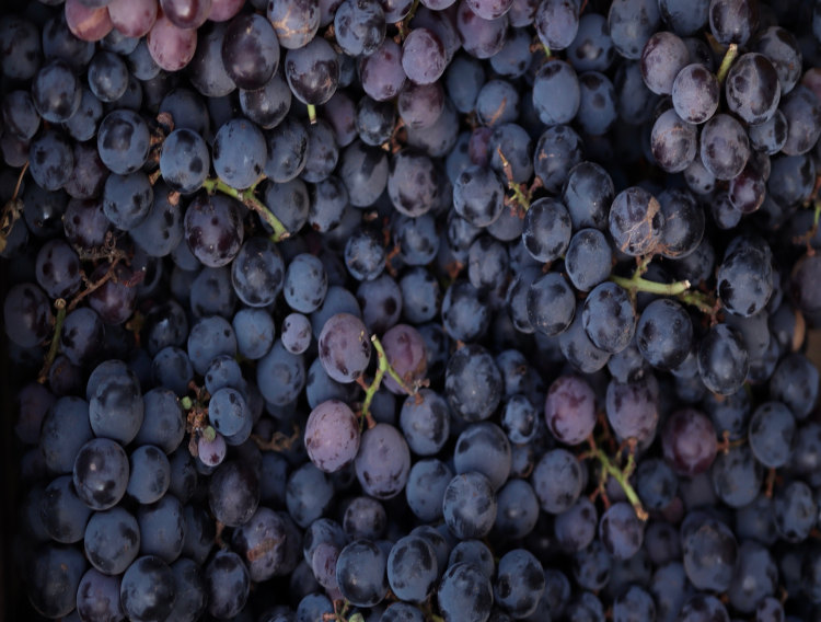 Alvinesa expands grape ingredient capabilities with Spanish acquisition 