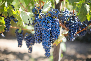 Alvinesa Natural Ingredients acquires Industrias Vinicas and Dervinsa