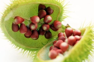 American River Nutrition continues efforts to increase understanding of vitamin E and tocotrienols at SSW