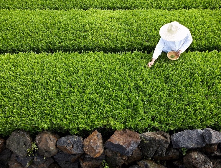 Amorepacific opens Green Tea Probiotics Research Center