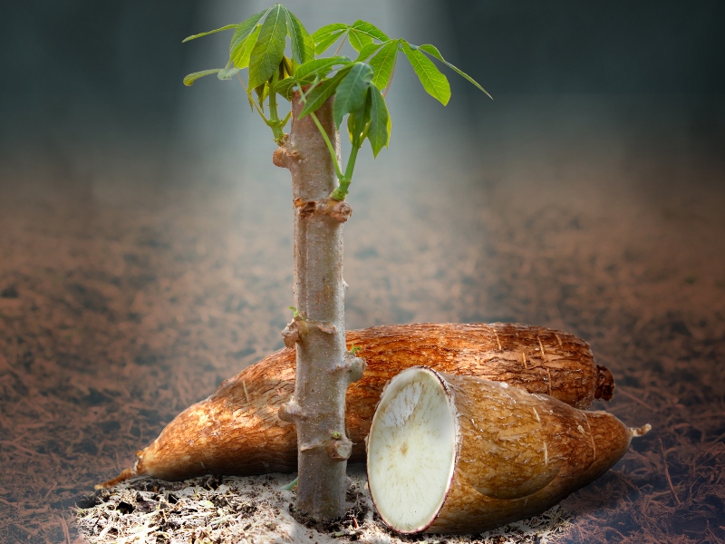 Anderson Advanced Ingredients receives nod from FDA