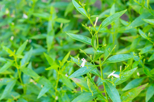 Andrographis paniculata: An effective natural immune modulator