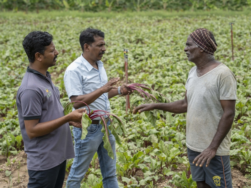 Arishina earns rainforest alliance certification against pesticide