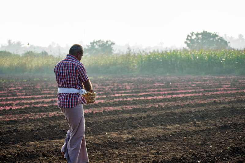 Arjuna confirms origin-cultivated amaranth supply