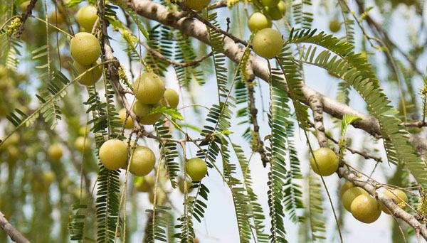 Arjuna launches Indian gooseberry ingredient
