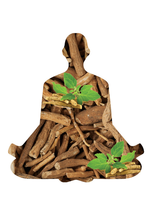Arjuna Natural ashwagandha extract exhibits immunomodulatory benefits