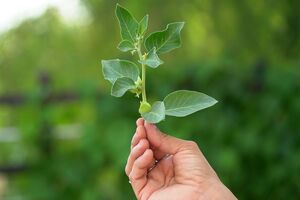 Arjuna Natural expands into functional foods and beverages with the launch of Shoden-R at SupplySide Global