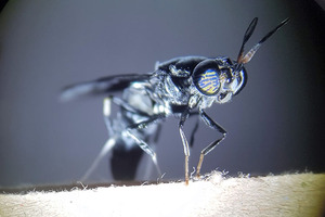 Arla Foods Ingredients partners with ENORM to harness the upcycling power of insects