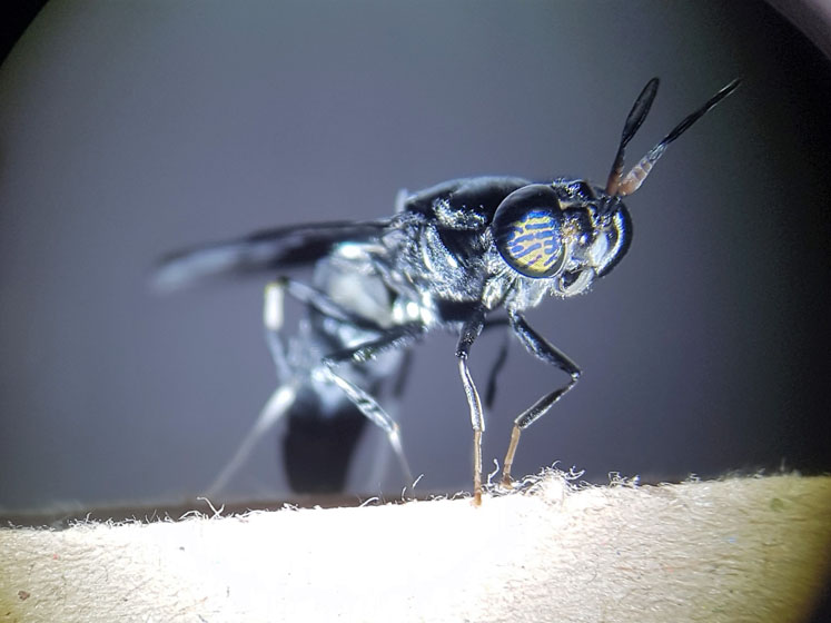 Arla Foods Ingredients partners with ENORM to harness the upcycling power of insects
