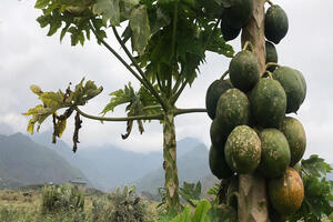 Arla partners with papaya project to reduce malnutrition