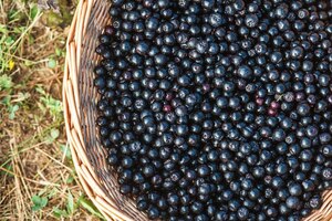 Artemis International makes push to promote aronia berries in the US
