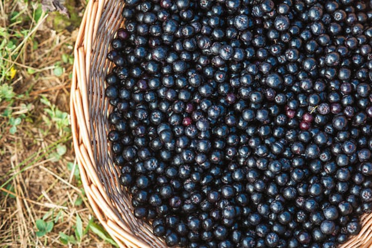 Artemis International makes push to promote aronia berries in the US