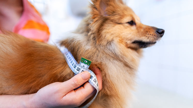 A functional ingredient approach to weight management in companion animals