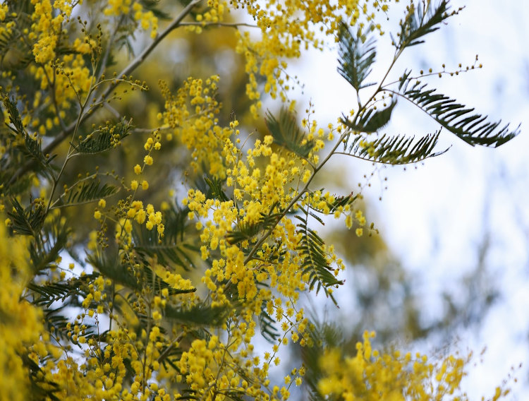 The health benefits of acacia gum in nutrition - Alland & Robert