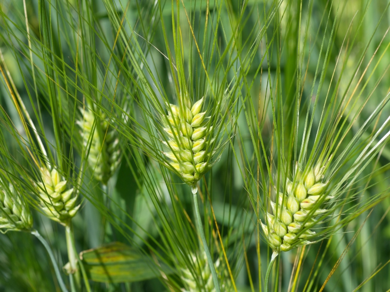 BENEO launches barley beta-glucans ingredient