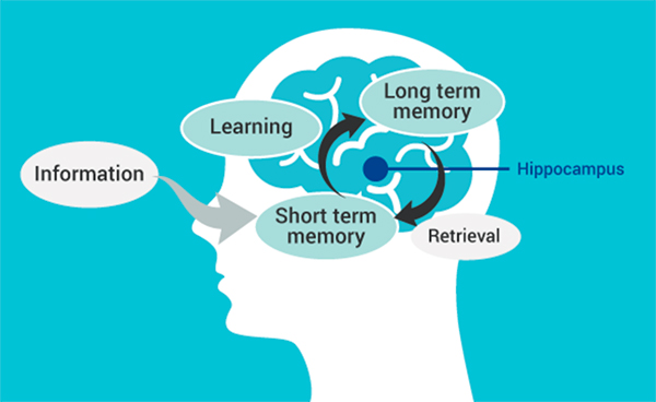 Boost student’s cognitive performance in 15 days
