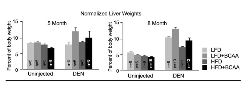 Figure 2: The two charts show the liver masses of mice at five month (left) and eight month (right) time points (normalised to the body weights of the mice). At both time points, mice which were introduced to diethylnitrosaine (DEN) - a compound which generates tumours from within an organism, and fed diets with high levels of BCAAs, had a greater tumour burden, as reflected by increased liver masses. This effect was consistent in diets containing either low or high levels of fat (LFD and HFD, respectively). Notably, the high BCAA diets did not substantially impact the healthy livers of uninjected mice. 