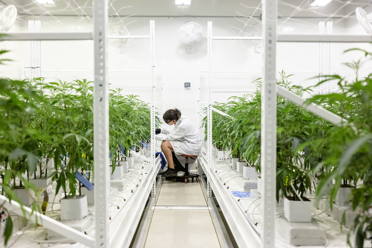 CBG and CBG-A: exploring the therapeutic potential of cannabis’ “Mother Cannabinoids”