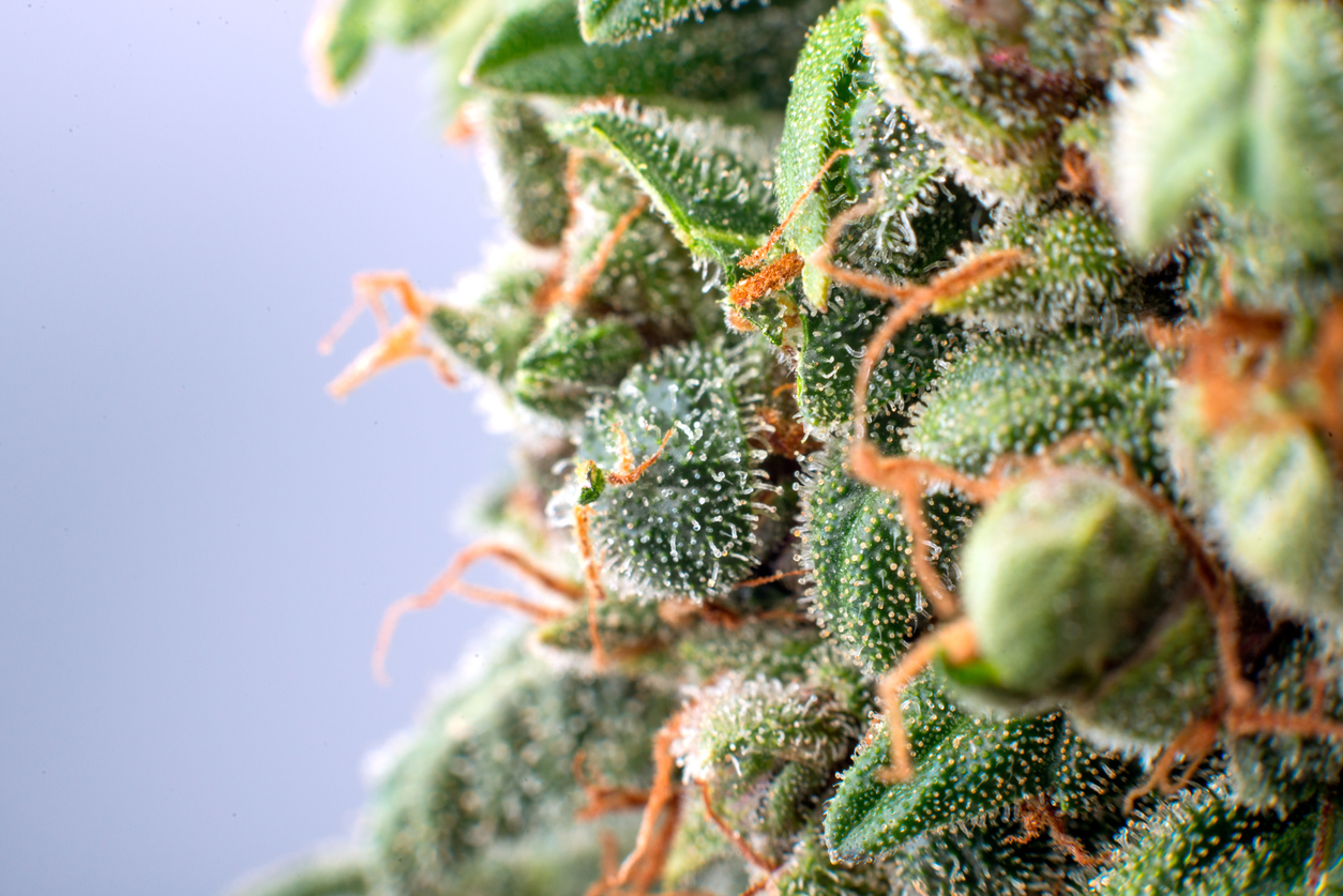 CBG and CBG-A: exploring the therapeutic potential of cannabis’ “Mother Cannabinoids”