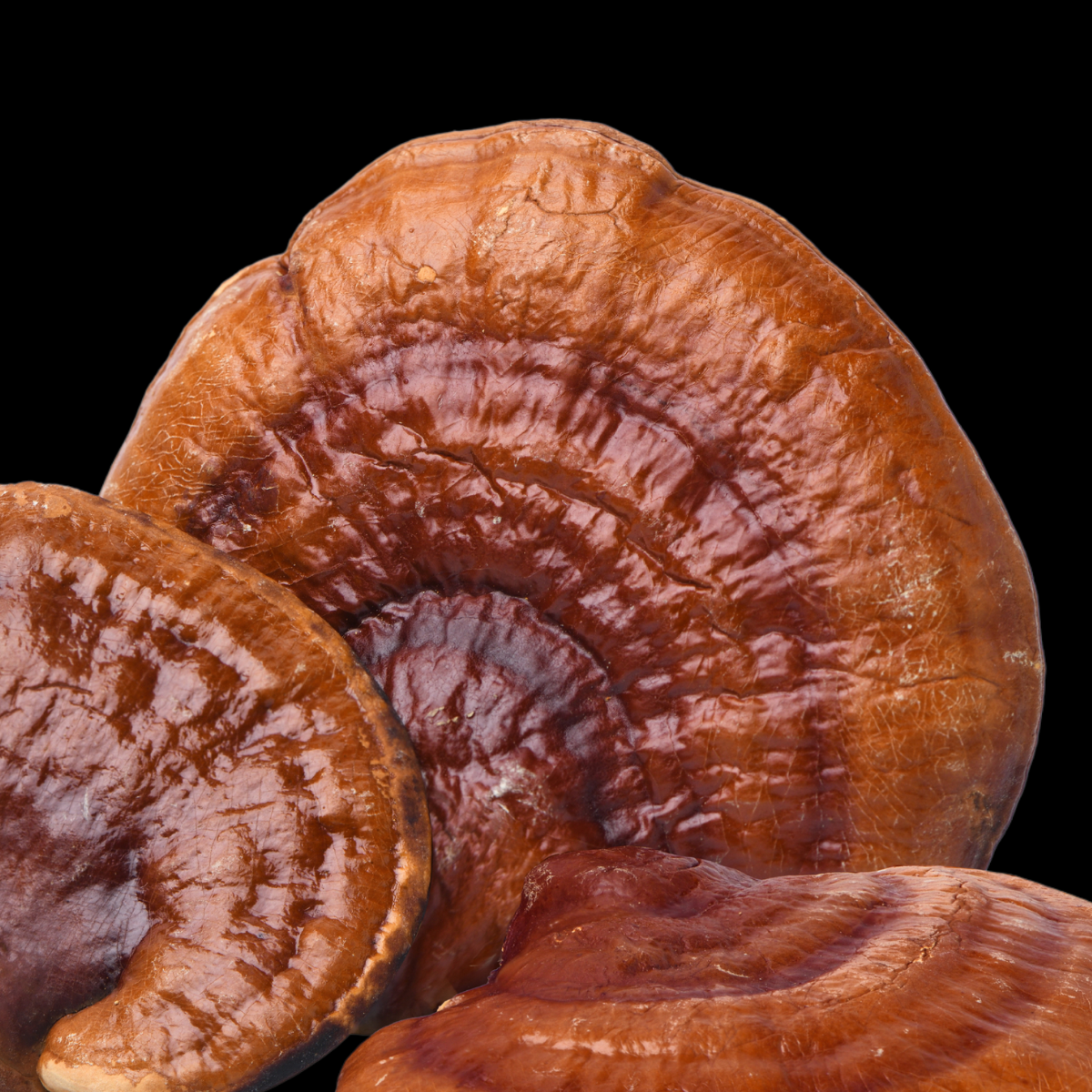 Functional Mushroom Council launches to unite mushroom growers, suppliers and brands