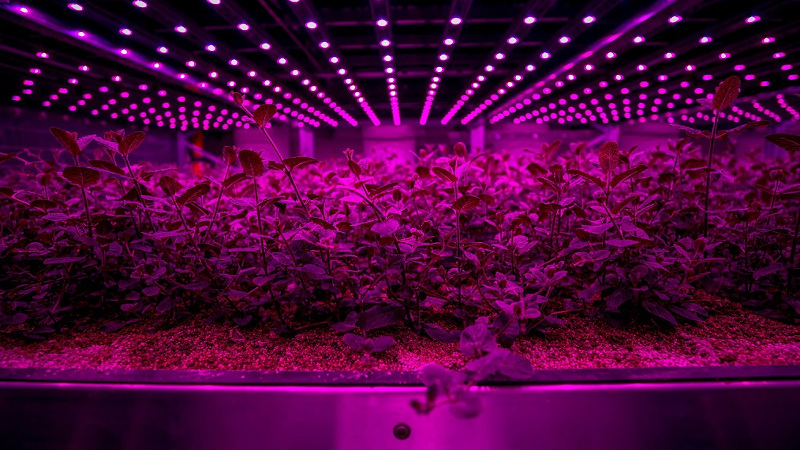 Future Crops establishes indoor vertical farming system