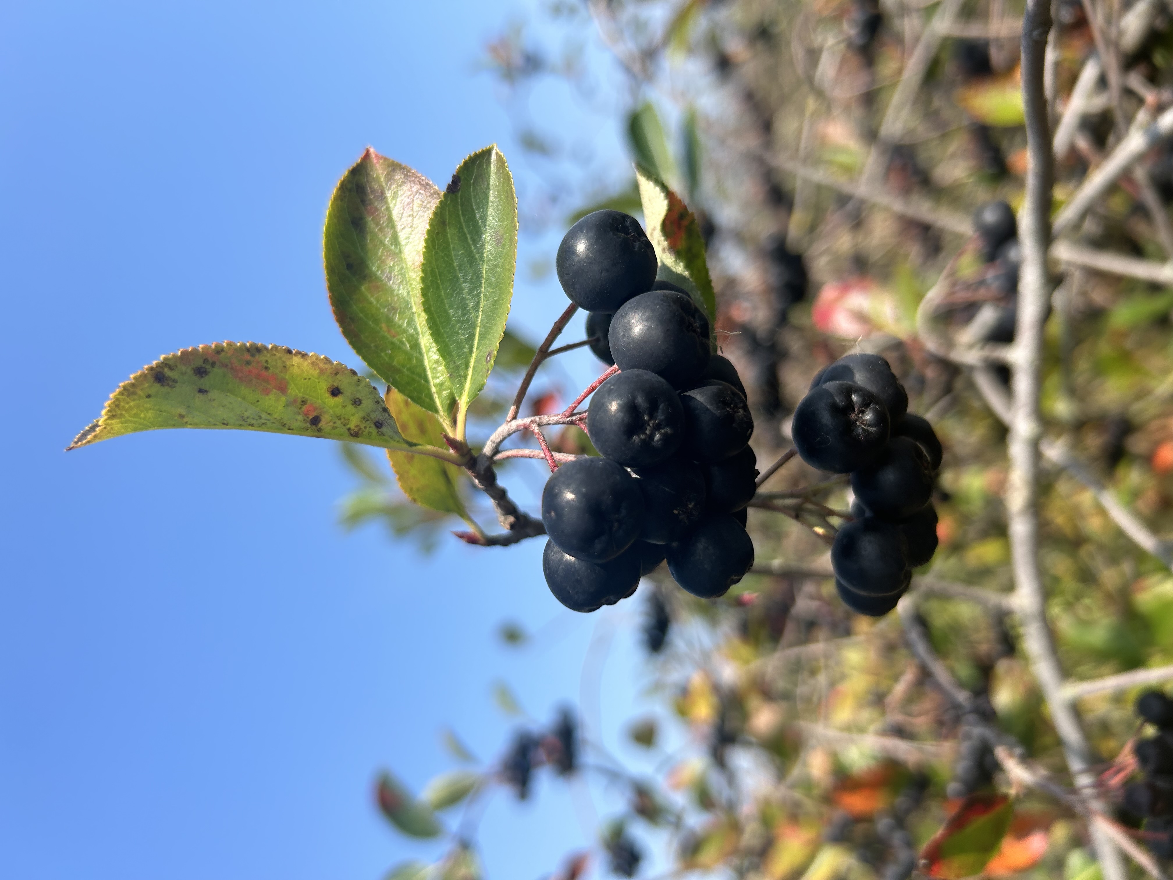 Greenvit launches ARONVIT aronia extract in the US to boost metabolic and heart health