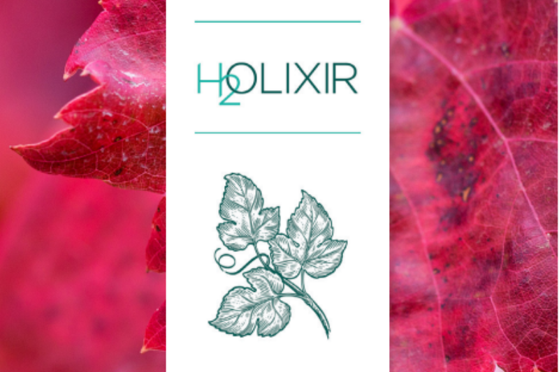 Groupe Berkem expands H2Olixir range with upcycled organic red vine leaf plant water