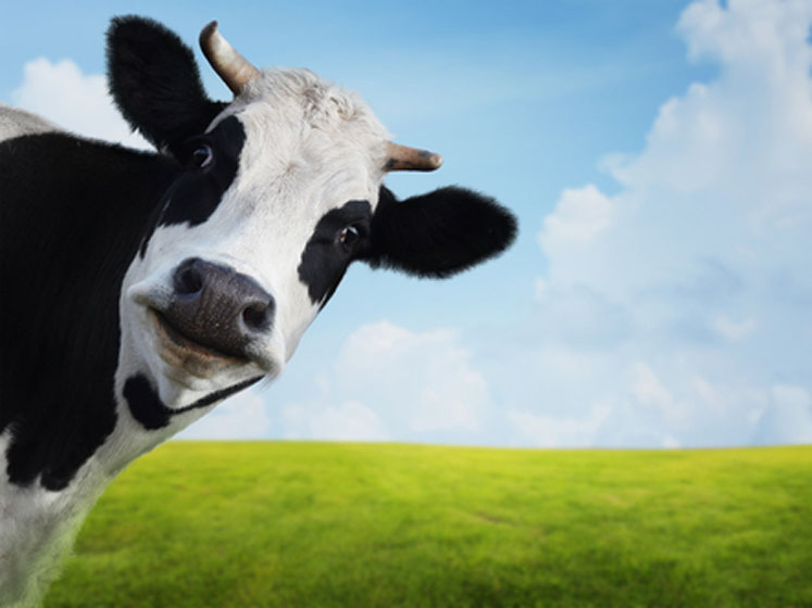 Health and sustainability: dairy's role in greener diets and healthier people
