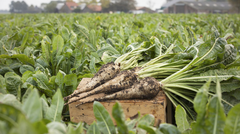 Health claim in Thailand for bifidogenic effect chicory root fibre