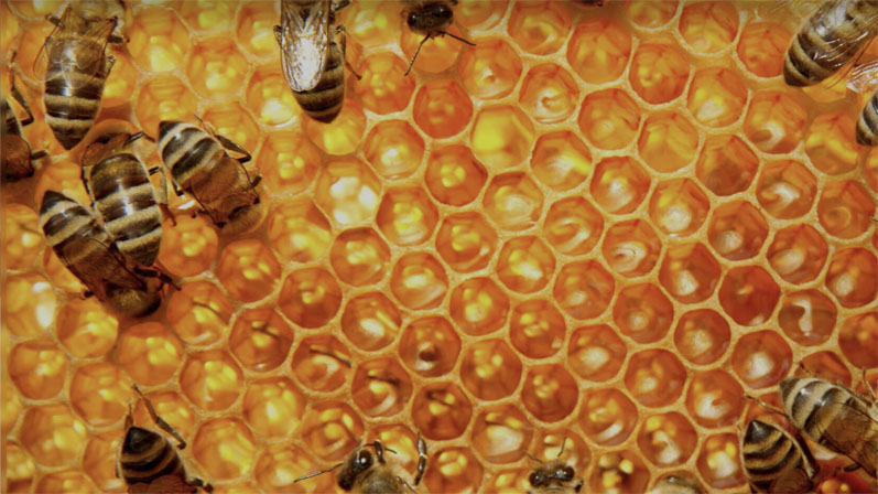 How technology can be used to combat honey fraud
