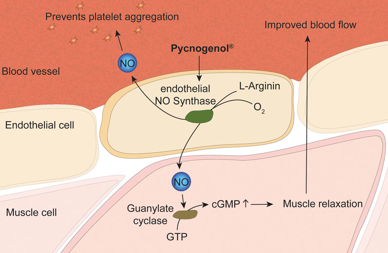 Figure 1: A metabolite of Pycnogenol enters endothelial cells and stimulates NO synthase