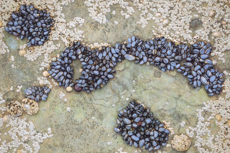 Ingredients By Nature debuts Blussel blue-lipped mussel powder at SupplySide Global 2025