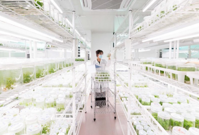 Layn Natural Ingredients bags SAI Gold status for monk fruit ingredient