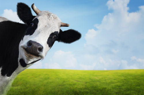 Natural dairy ingredient brand “Truly Grass Fed” is now Certified Animal Welfare Approved by AGW
