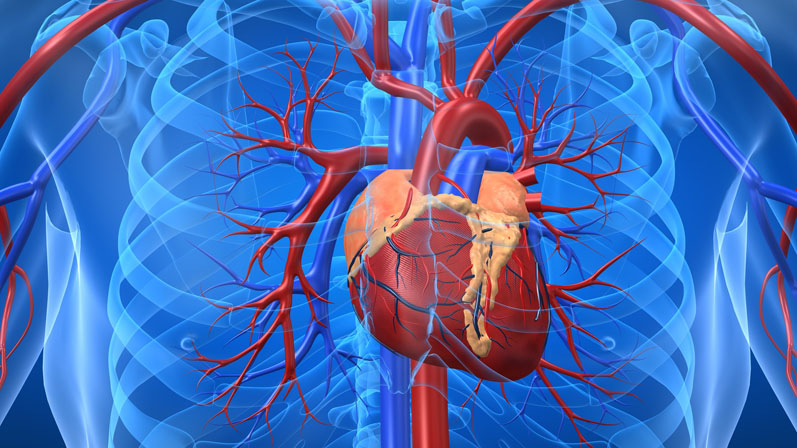 New MenaQ7 vitamin k2 cardiovascular study published