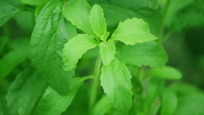 Nutrasource receives FDA GRAS for stevia extract 