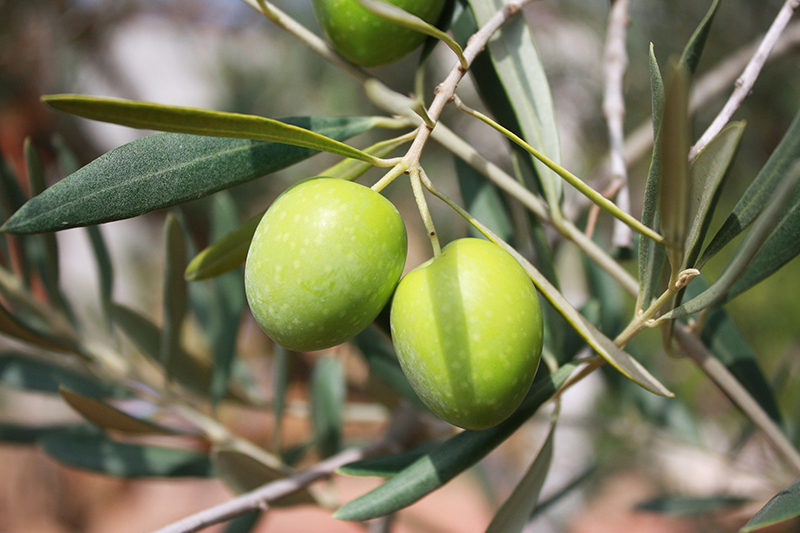 Olive polyphenols supplement and fibromyalgia clinical study