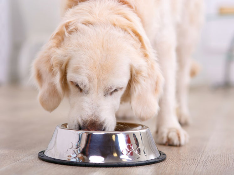Pet well-being focus drives demand for rice protein in pet foods