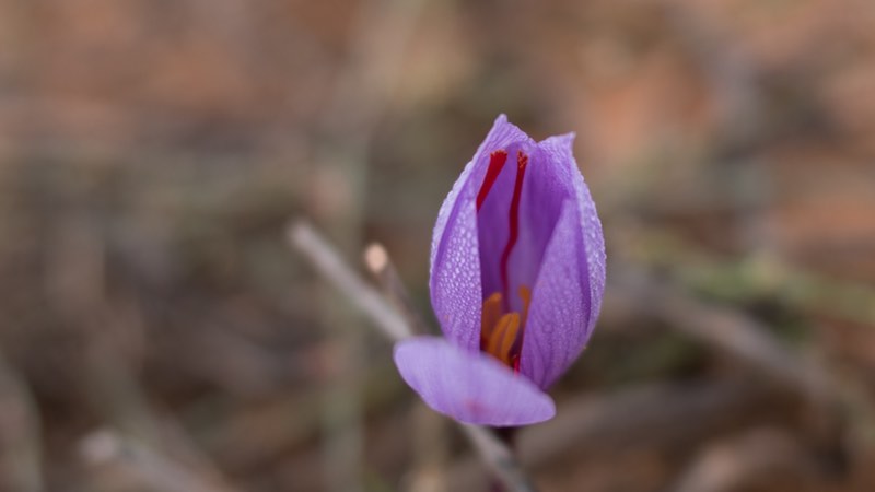 Pharmactive saffron extract works with antidepressants 