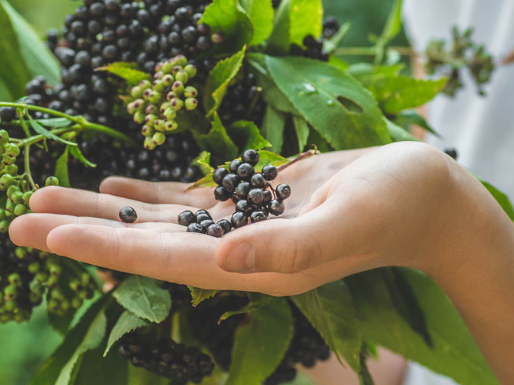 PLT will supply traceable, standardised organic elderberry extract to the North American market

